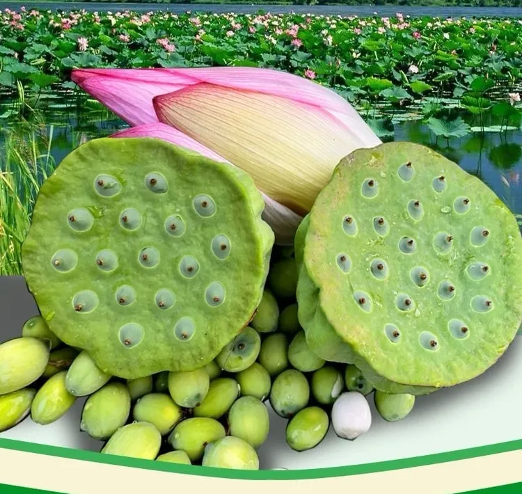 新鲜现摘莲蓬清甜脆嫩可生吃当季水果