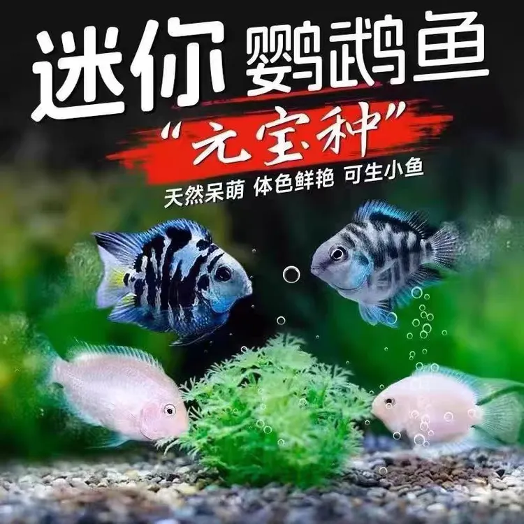 热带观赏鱼迷你鹦鹉鱼苗小型淡水好养活体宝蓝白金种鱼一对繁殖组