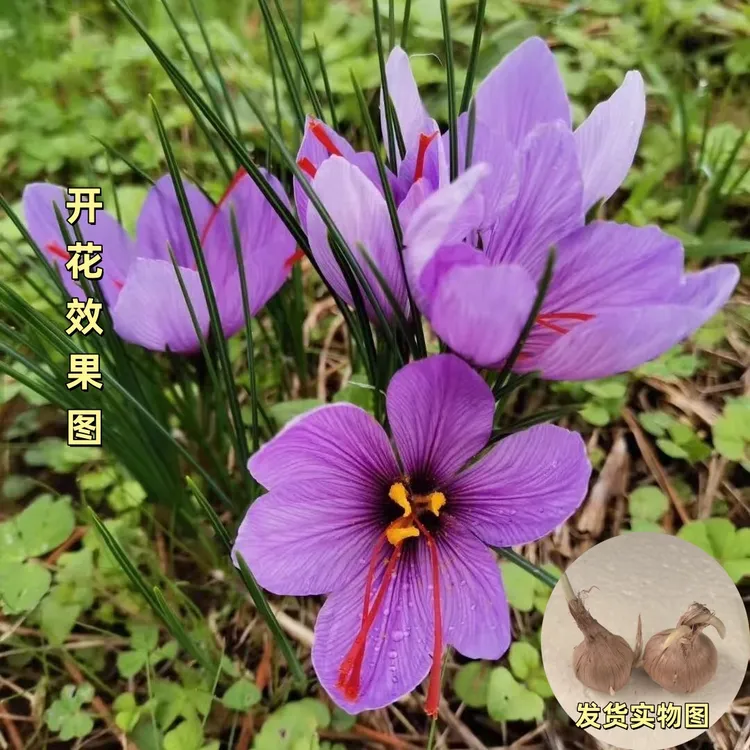 【藏红花种球】多年生庭院阳台球根花卉四季观赏植物简单易种耐寒