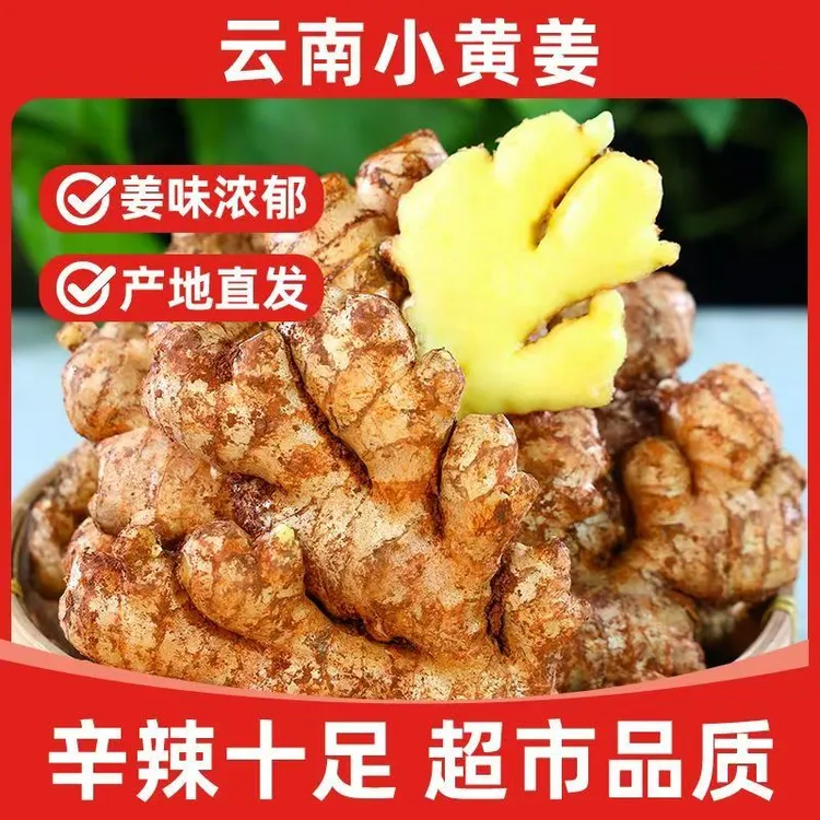 现挖小黄姜新鲜云南香味浓郁辛辣够味山地种植生姜