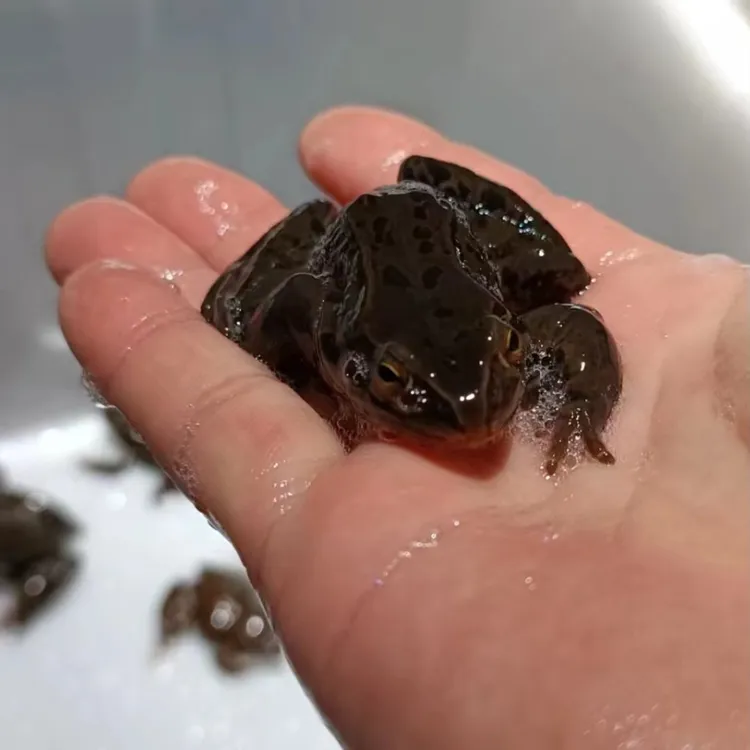 东北红肚3斤（公哈士蟆）蛤蟆肉质鲜嫩两（保鲜不保活）只