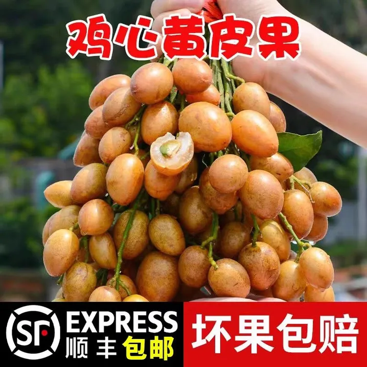 【顺丰冷链/EMS空运】广东茂名鸡心黄皮果大果新鲜采摘发货