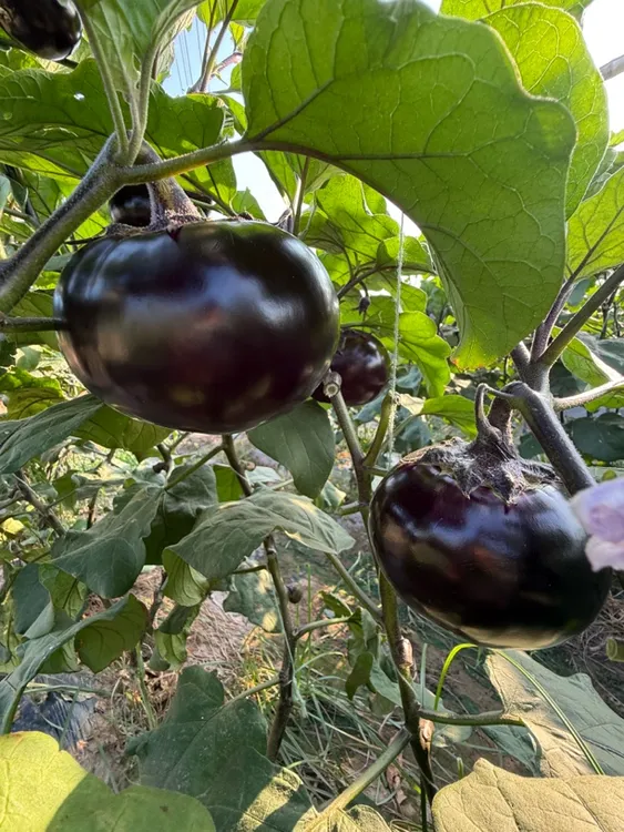 河南农家新鲜现摘紫光圆茄子炒菜不吸油当季应季蔬菜软糯香甜