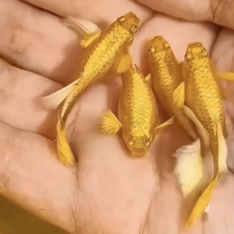 黄金孔雀鱼小型热带观赏鱼好养耐活爆缸胎生鱼