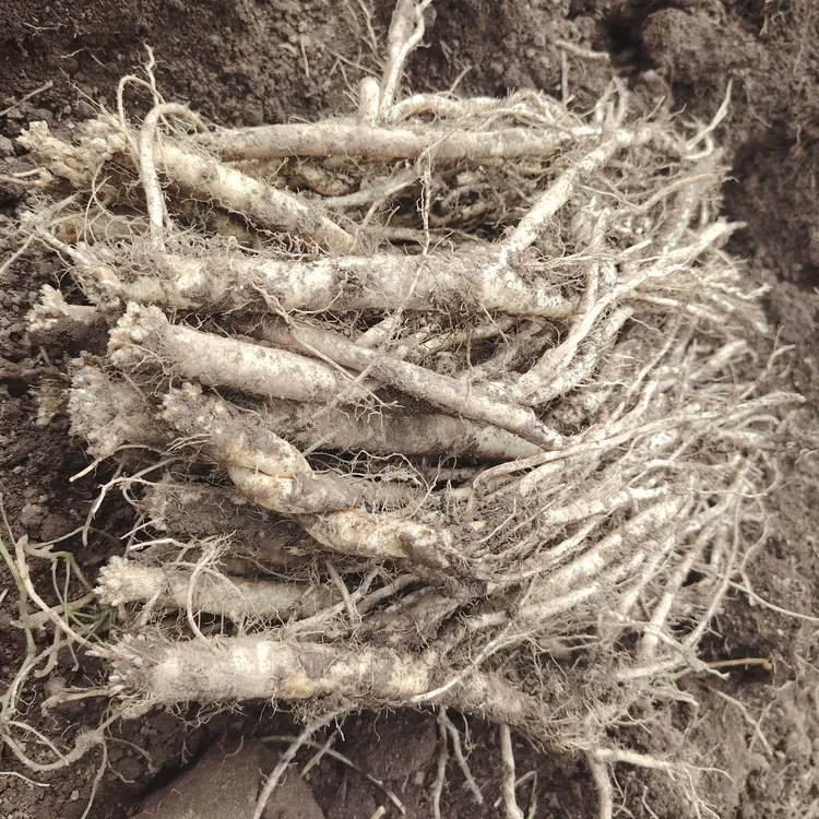 甘肃原条新鲜党参带有浮土—500g包邮