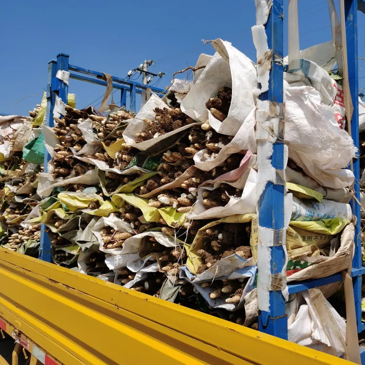 正宗温县铁棍山药2025新品上市