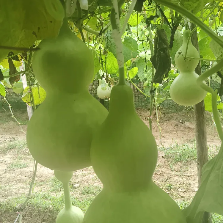 大葫芦一物一价也