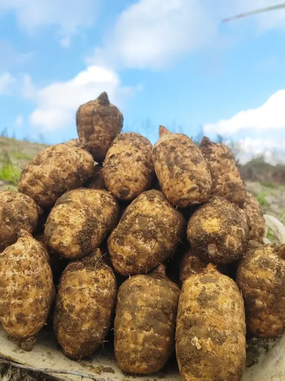 五峰高山乌天麻野外种植高山老品种煲汤泡酒佳品正宗新鲜
