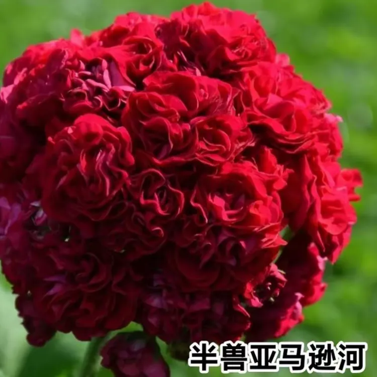 半兽 亚马逊河 天竺葵 一颗包邮