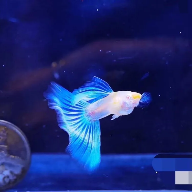 精品天空蓝种鱼带孕母孔雀鱼小型热带凤尾观赏鱼皮实好养
