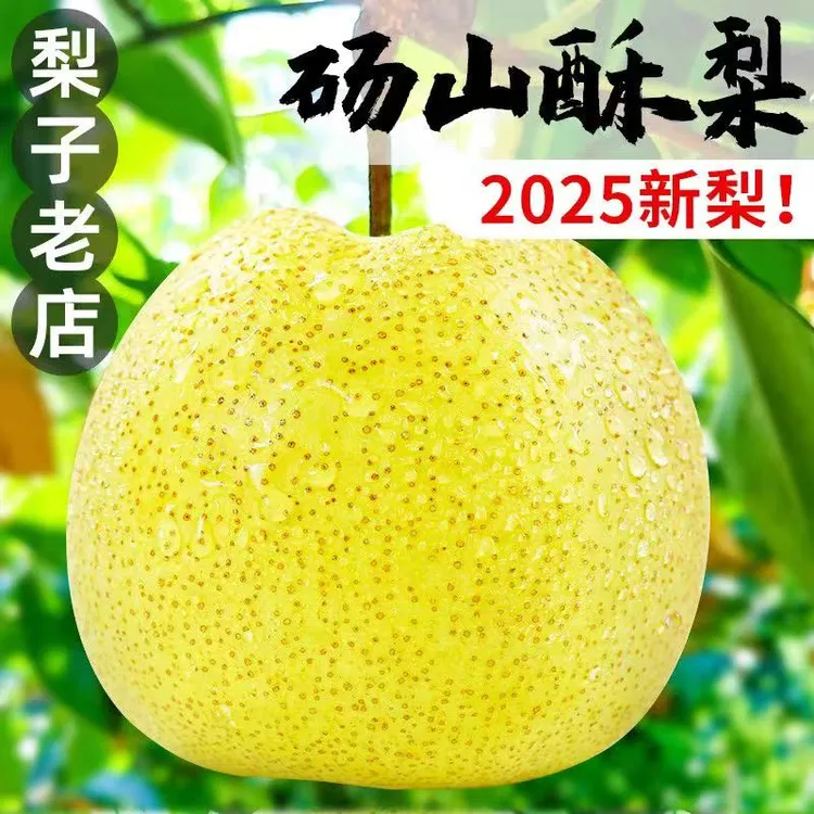 正宗安徽砀山梨新鲜水果现摘现发脆甜多汁砀山梨产地直发脆甜多汁
