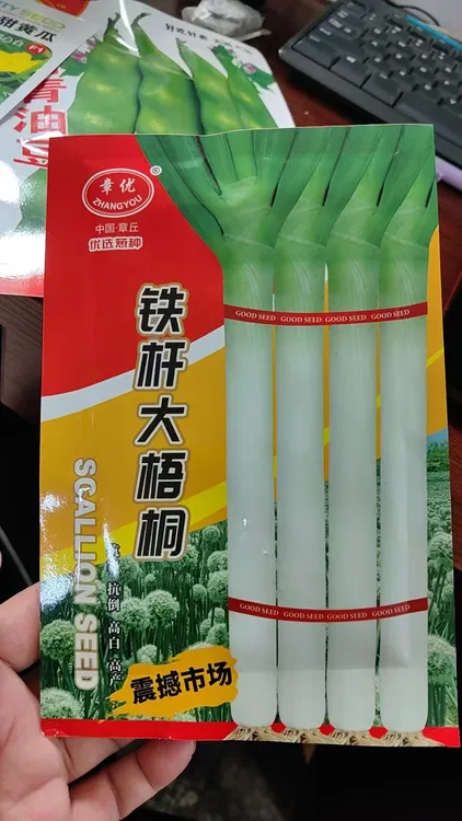 铁杆梧桐25克章丘大葱种子
