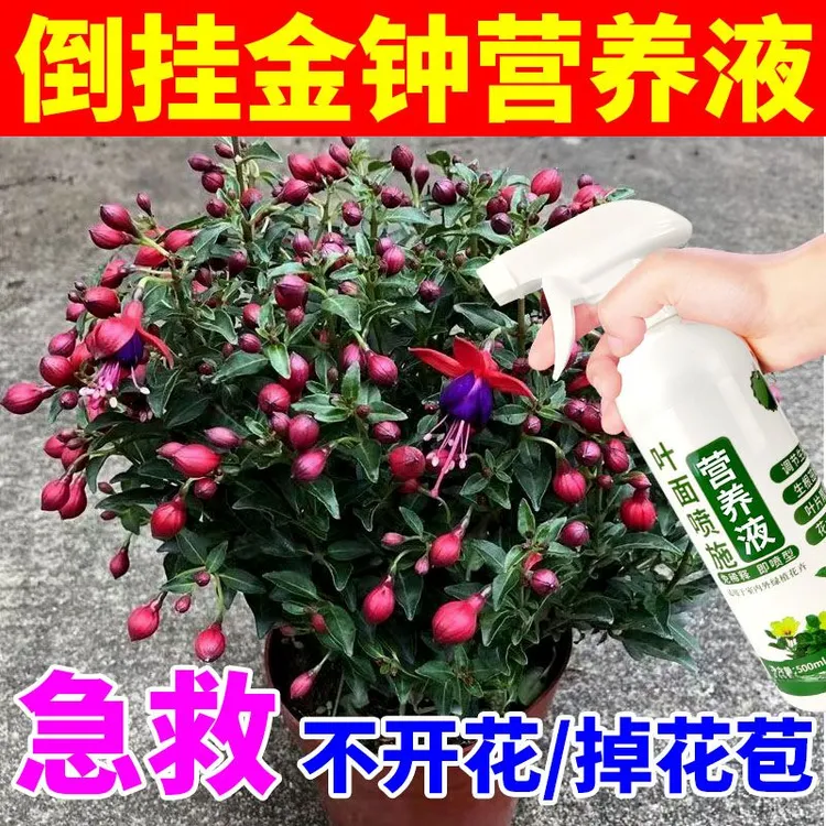 倒挂金钟不开花掉花苞灯笼花专用肥倒挂金钟营养液有机肥花肥