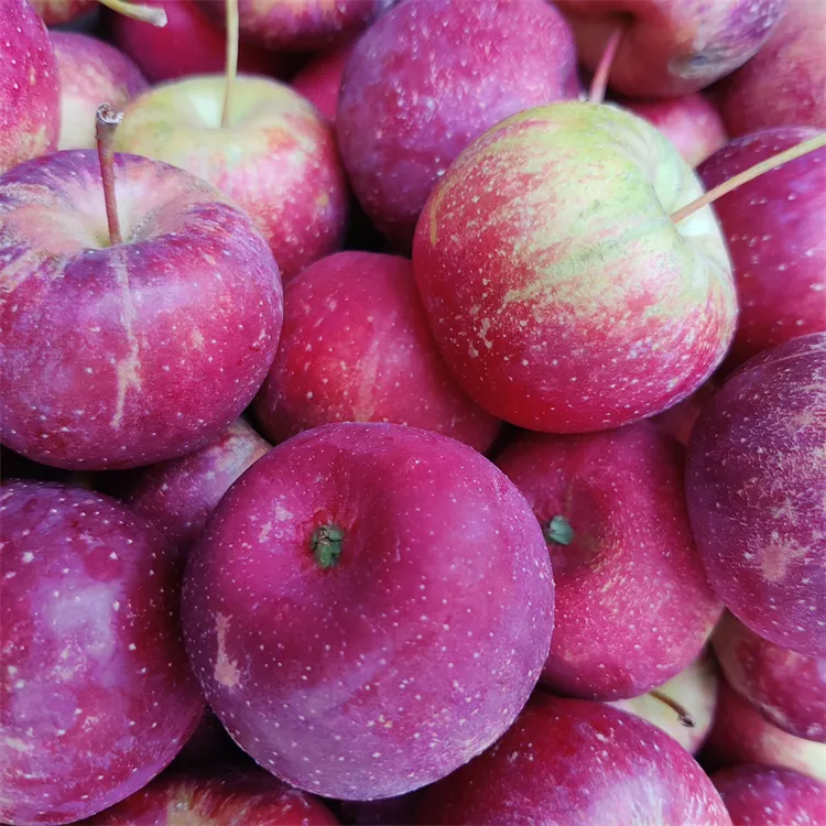 东北新鲜现摘龙丰果大秋果新鲜发货保温箱冰袋坏果包赔顺丰包邮