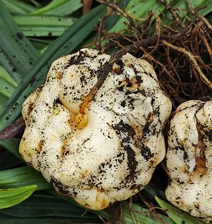 云南腾冲鲜百合 高原山地种植 