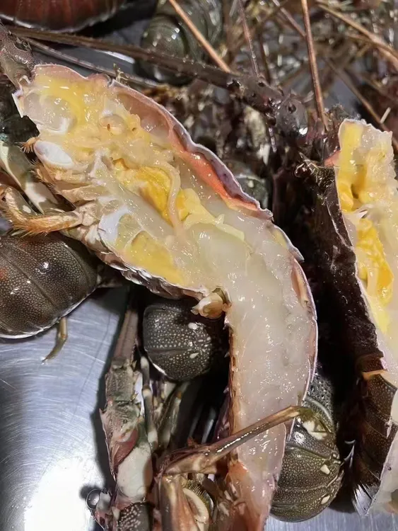 小青龙打氧活发【6-8两/只】包鲜不包活介意慎拍保证活发