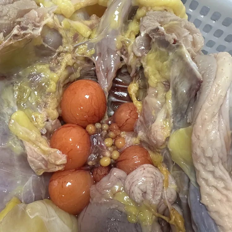 【孝笑书记推荐】安徽农家本地老母鸡