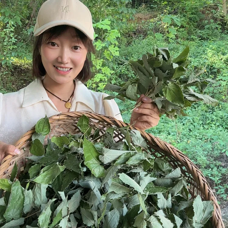 秦岭柔毛三支九叶草野外自然生长 产地直发