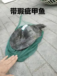 水库外塘自然生长甲鱼带瑕疵