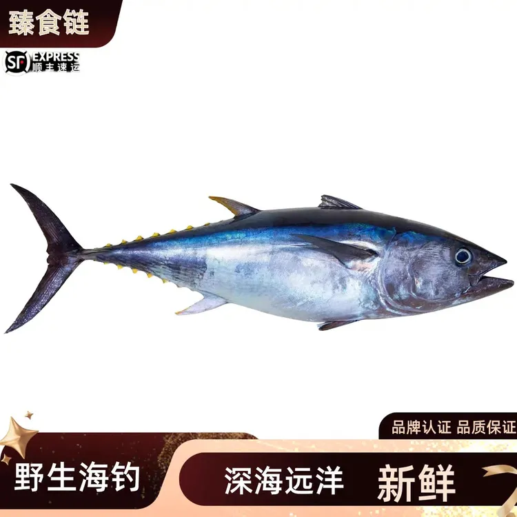 【产季优惠】海钓鱼 刺身鱼 深海鱼 新鲜 大蓝鳍金枪鱼 鲷鱼 鲜活冻
