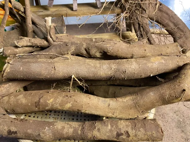 云南边境地区木姜子根（辣姜子根）