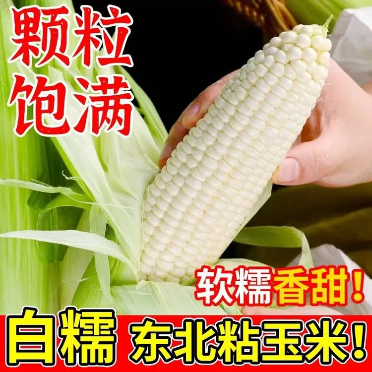 东北新鲜白粘糯玉米 现摘现发当年新粘苞米带皮发