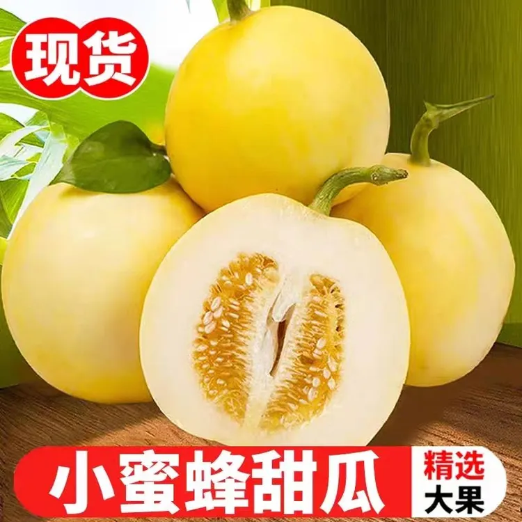 山东小蜜蜂甜瓜星甜新鲜水果香瓜脆瓜蜜罐甜黄金蜜罐大果
