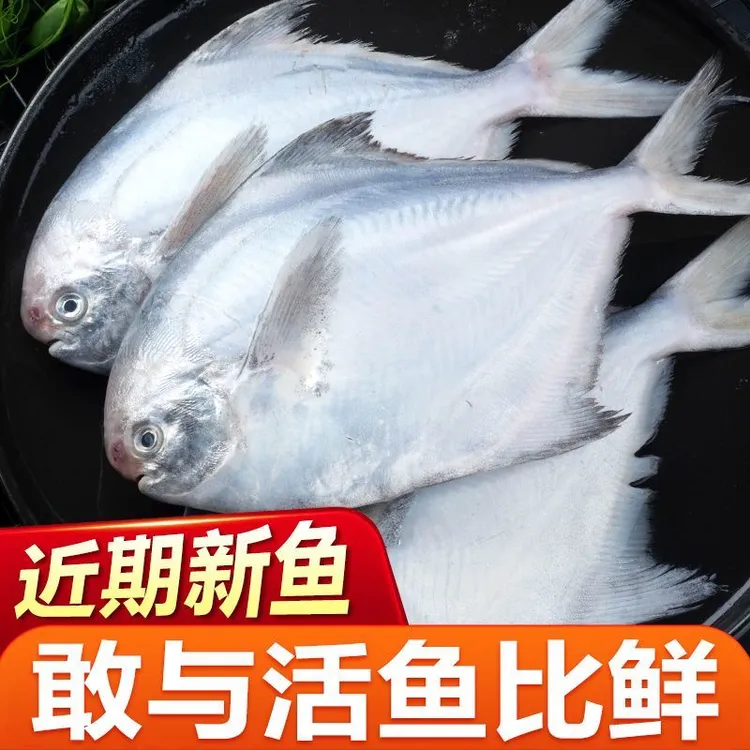 鲳鱼银鲳鱼东海新鲜白鲳鱼冷冻发货肉质鲜嫩刺少味美