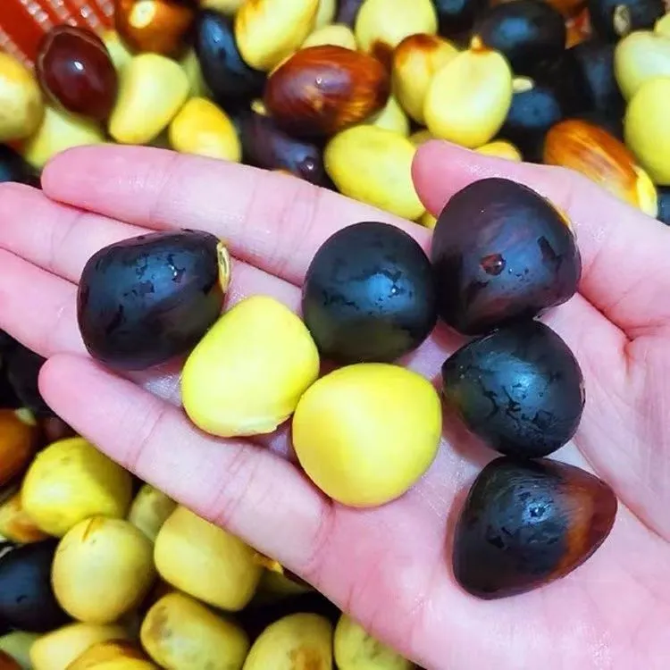 凤眼果顺丰包邮广西新鲜九层皮果当季果鲜果现摘整箱现货速发