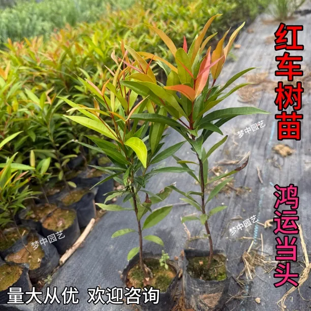 红车盆栽鸿运当头观叶绿植耐寒耐热适合室内外庭院阳台