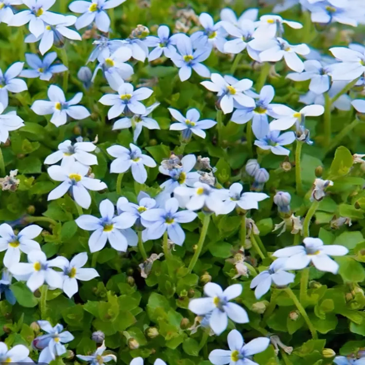 新西兰半边莲方盘鲜花盆栽庭院绿植时令草本花大全耐寒植物四季开