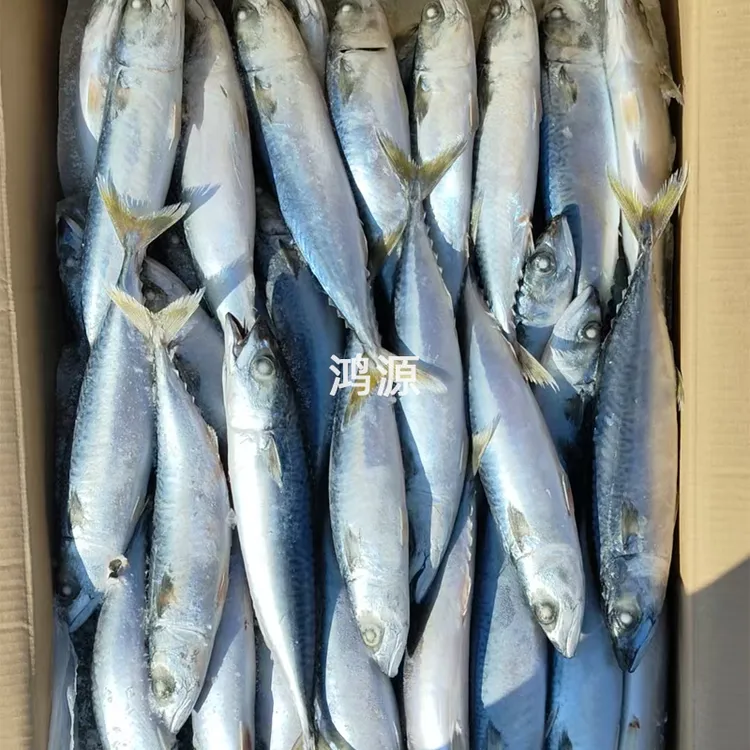 渤海湾野生鲐鲅鱼新鲜速冻青占鱼深海海鲜海鱼