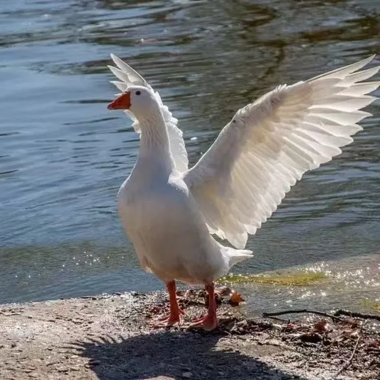 【到手2大只净重10至11斤】大鹅肉发整只大鹅仔鹅白条大鹅