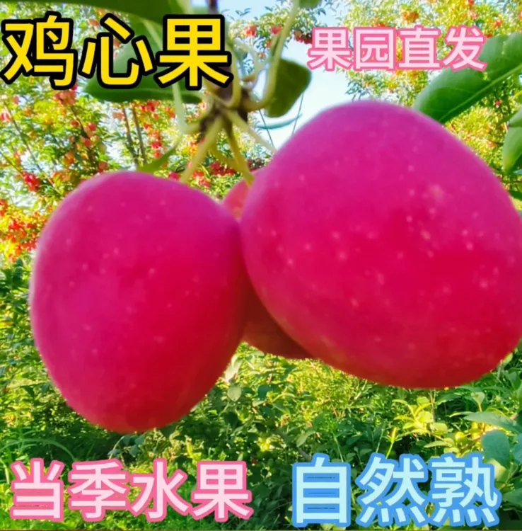 【东北姥姥专属】特产鸡心果新鲜采摘脆甜多汁当季新鲜水果果园直发