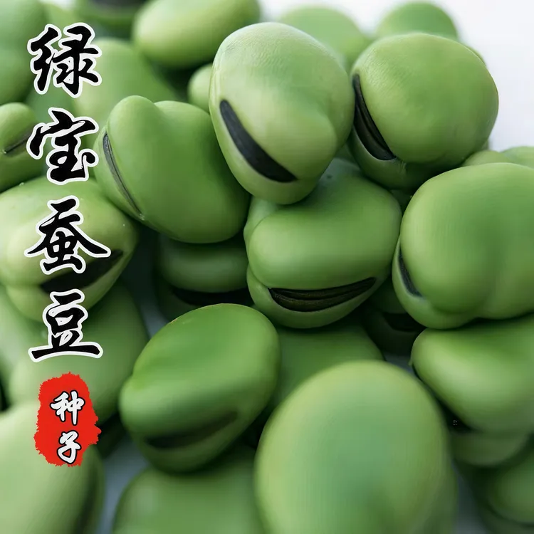 绿宝七星蚕豆种子早熟高产可留种罗汉杂粮南方北方四季可播种种子