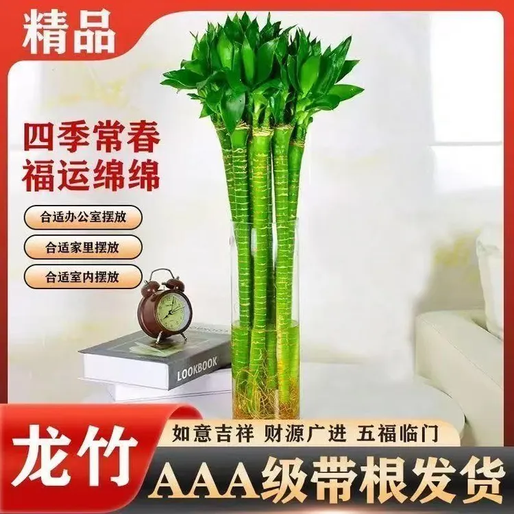 A级龙竹 文昌竹 4支带根水养富贵竹转运竹节节高水培室内客厅植物