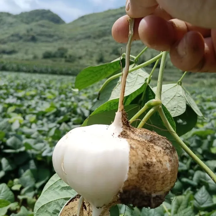 贵州安顺新鲜地萝卜地瓜凉薯现挖现发沙葛土瓜农家即食蔬菜白心