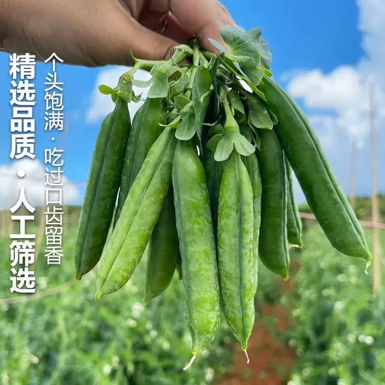 【精品】正宗云南新鲜豌豆带壳青四季豆豌豆荚蔬菜整箱批甜豌豆