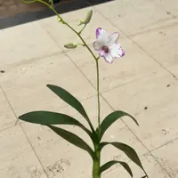 泼墨石斛兰绿植盆栽