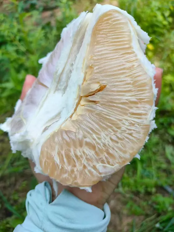 广西容县特产白-红肉蜜柚新鲜多汁当季水果酸甜可口