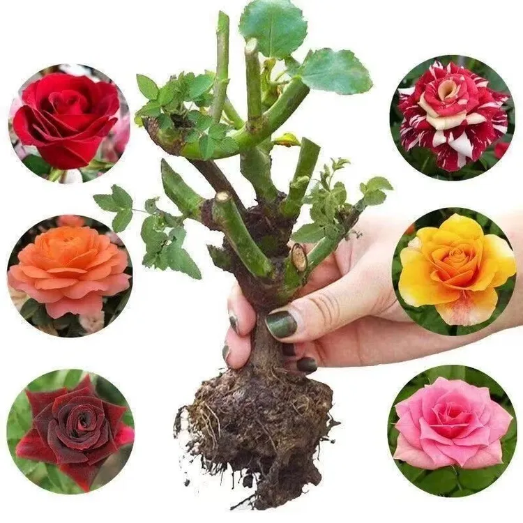 【新疆西藏包邮】两颗装玫瑰花老桩花苗切花浓香爆花室内外盆栽地栽商品图