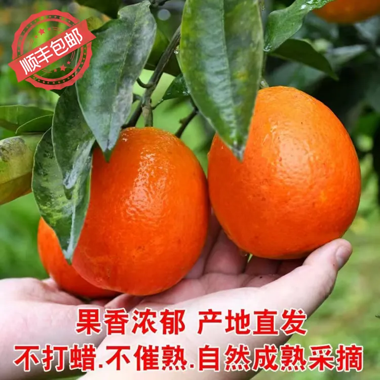 长寿湖血橙新鲜红血橙现摘当季薄皮甜橙子红心脐橙孕妇应季水果