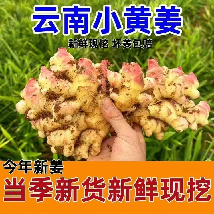 云南现挖新鲜小黄姜当季蔬菜味道浓郁可做泡姜