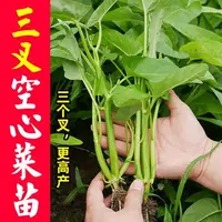 空心菜苗三叉空心菜秧苗带土大叶空心菜苗通心菜苗柳叶空心菜苗子