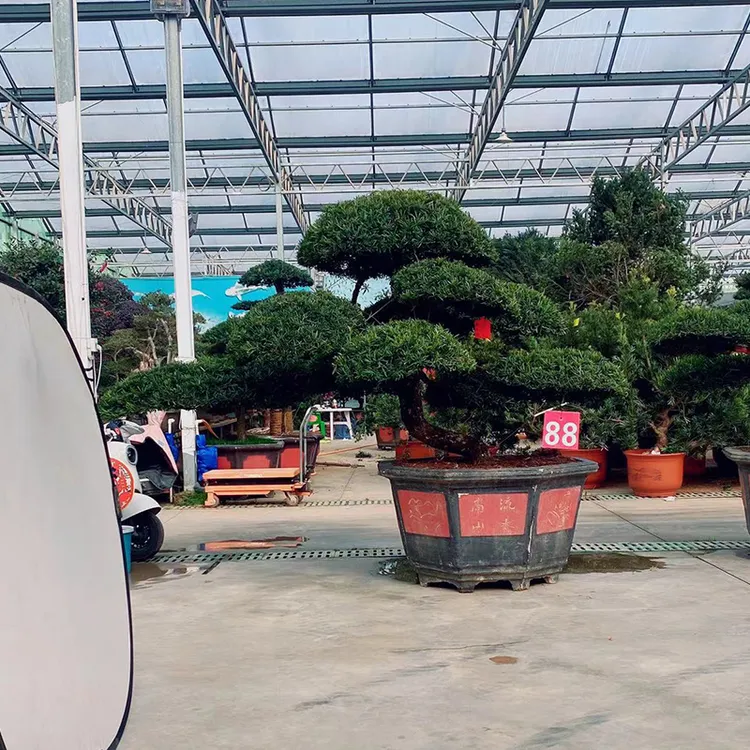 精品罗汉松盆栽地栽皆可南北适宜老桩老盆口