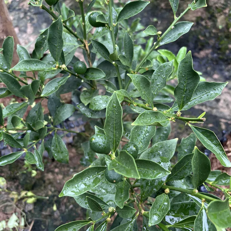 葡萄柚，金柑  爱媛46