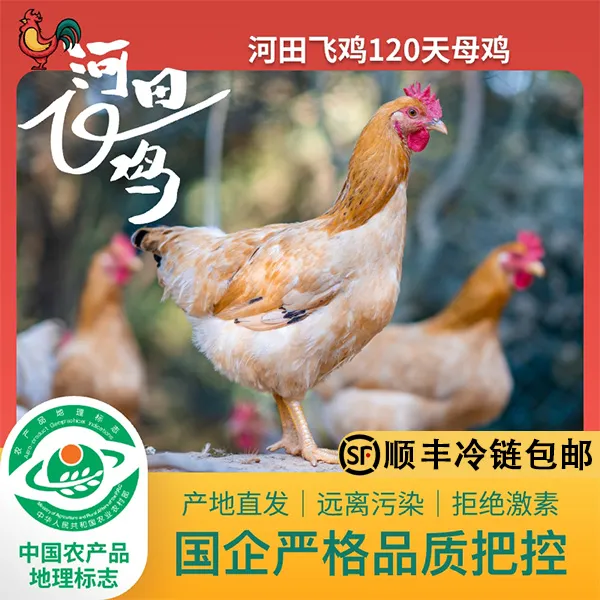 【粉丝专属】正宗长汀河田飞鸡农家散养公鸡整鸡母鸡鲜美食土鸡走地