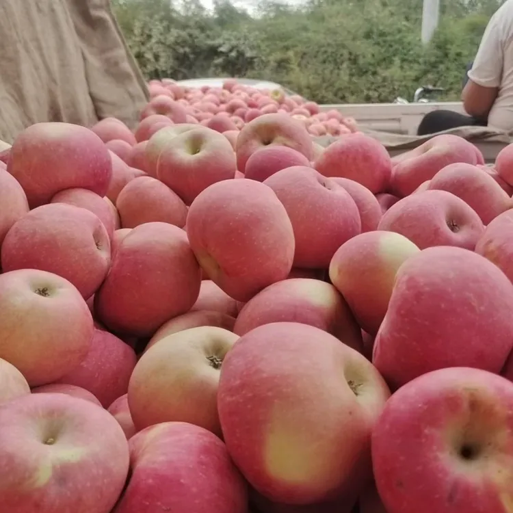 山西临汾隰县红富士中果