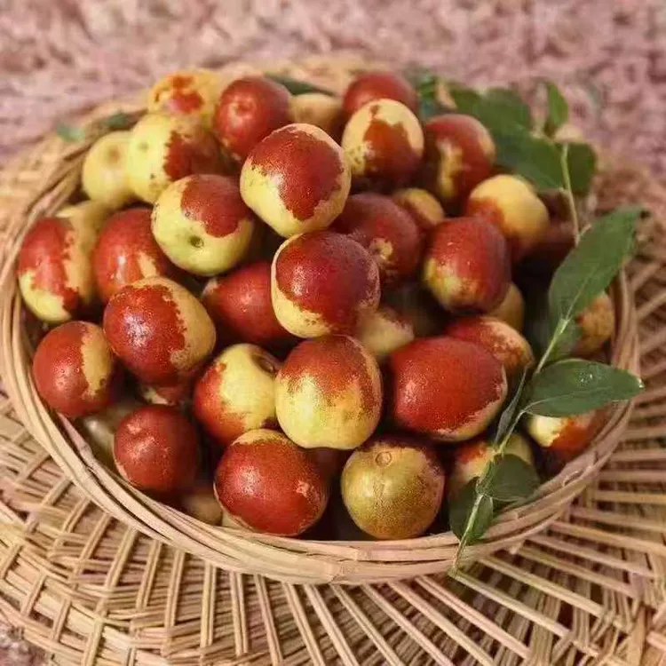 【5斤果王】山东滨州沾化冬枣，品质保证，现摘现发，脆甜好吃