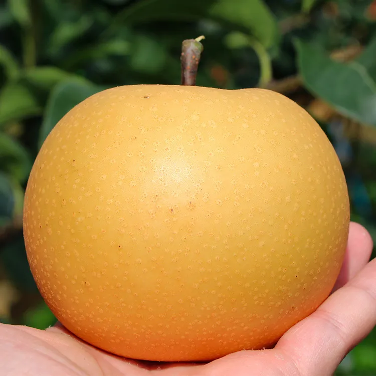 【昊雨农业】山东秋月梨4.5-5斤单果300g+/礼盒7.5斤单果400g+6-8个